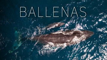 Privado: [ID: PahqBtD5U7s] Youtube Automatic