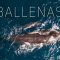 BALLENAS JOROBADAS en Samaná República Dominicana 🐋 – Capítulo 1
