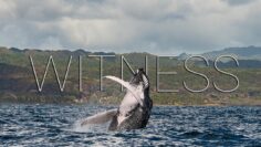 [ID: XxfAKoRBPRs] Youtube Automatic